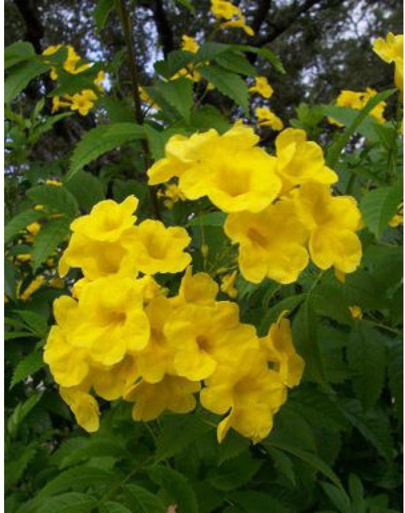Variety 1