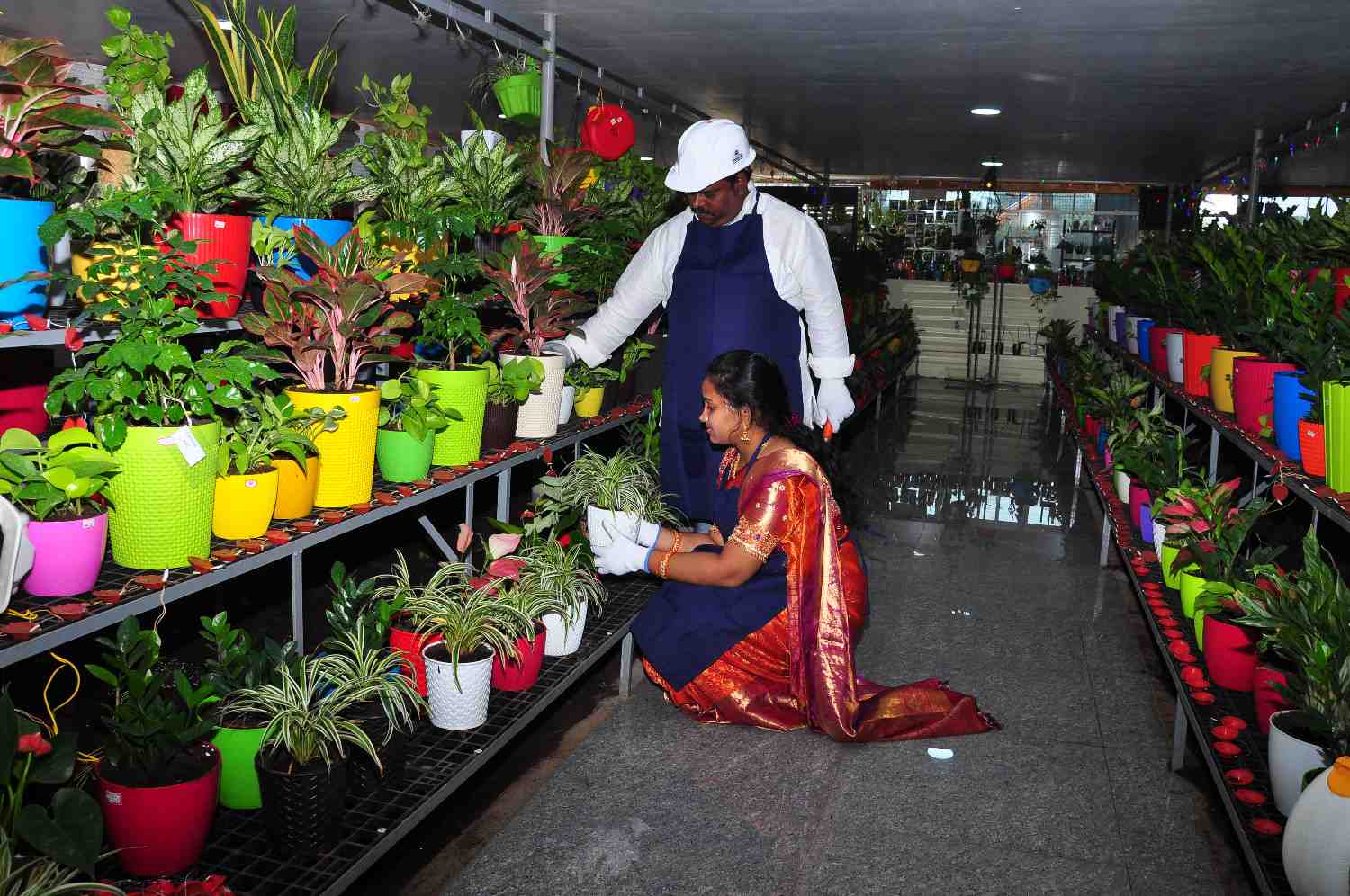 Plant Variety